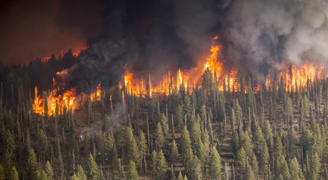 Des incendies déclarés au niveau de trois forêts à Larache